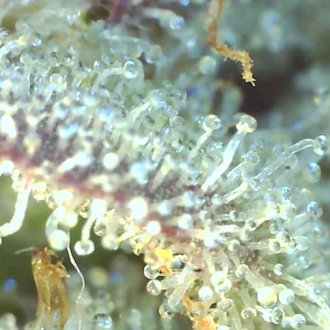 Grape Diamonds growlog timeline photo