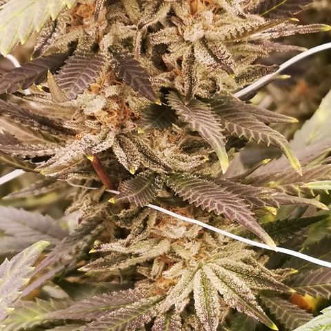 Grape Diamonds growlog timeline photo