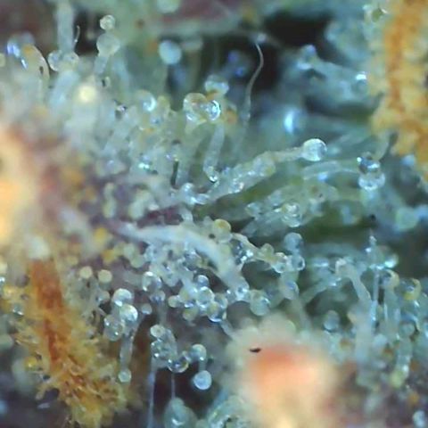 Grape Diamonds growlog timeline photo