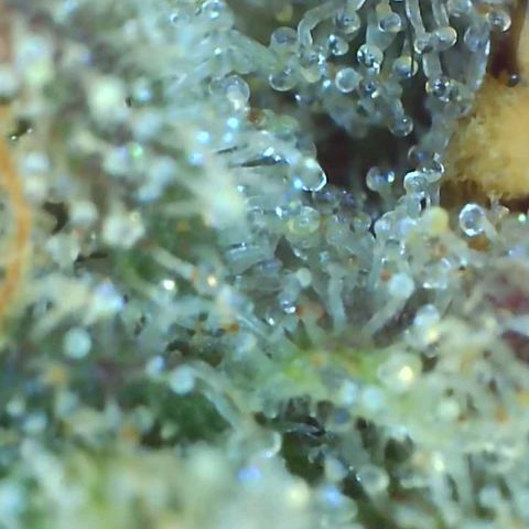 Grape Diamonds growlog timeline photo