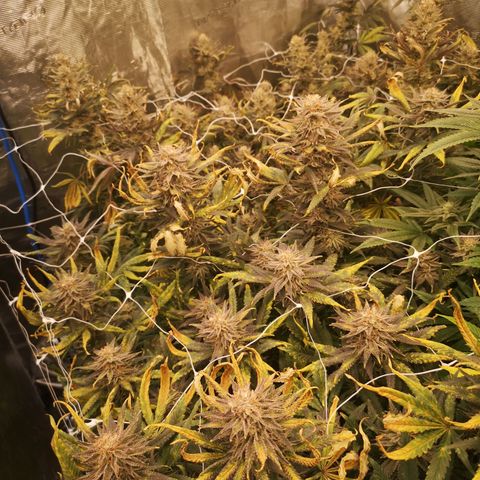 Grape Diamonds growlog timeline photo