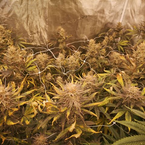 Grape Diamonds 2 growlog timeline photo