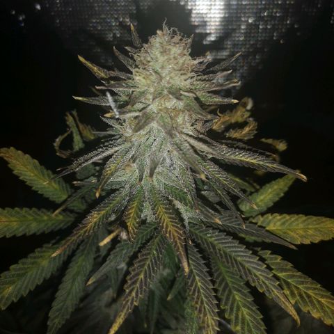 Grape Diamonds 2 growlog timeline photo