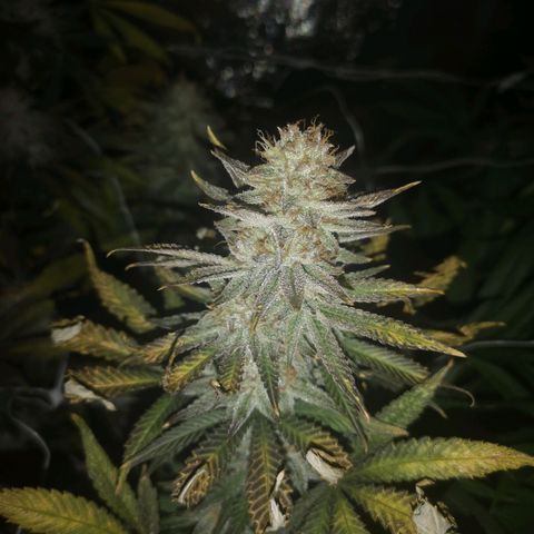 Grape Diamonds 2 growlog timeline photo