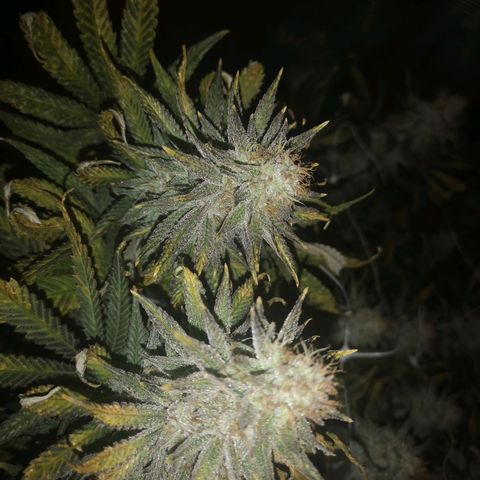 Grape Diamonds 2 growlog timeline photo