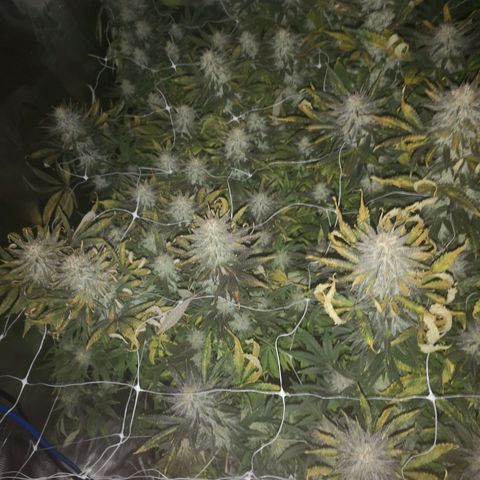 Grape Diamonds 2 growlog timeline photo