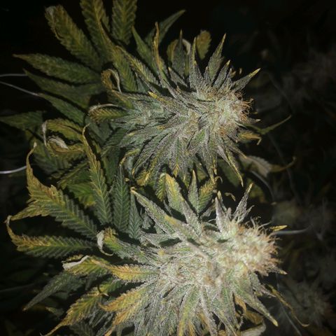 Grape Diamonds 2 growlog timeline photo