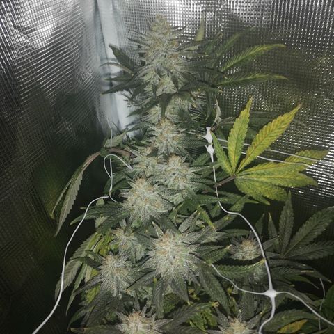 Grape Diamonds 2 growlog timeline photo