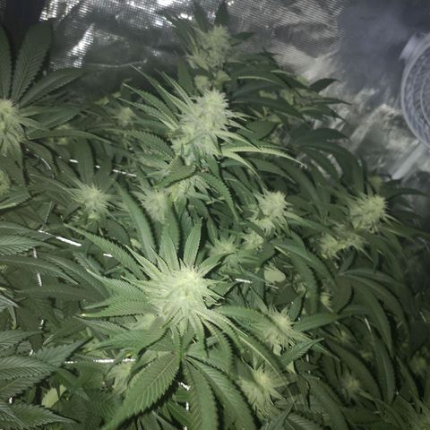 Orange cookie chem 2nd grow growlog timeline photo