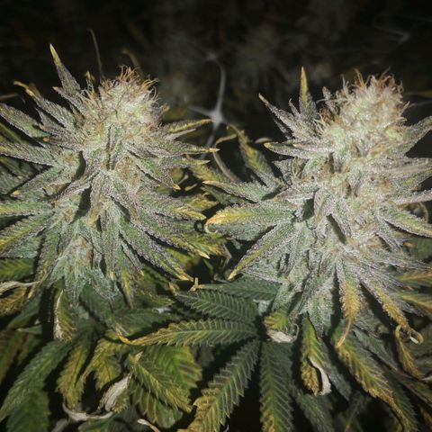 Grape Diamonds 2 growlog timeline photo