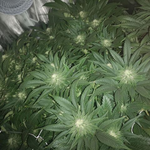 Blueberry cookies 2nd grow 2 growlog timeline photo