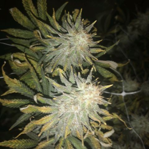 Grape Diamonds 2 growlog timeline photo