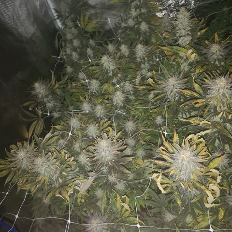 Grape Diamonds 2 growlog timeline photo