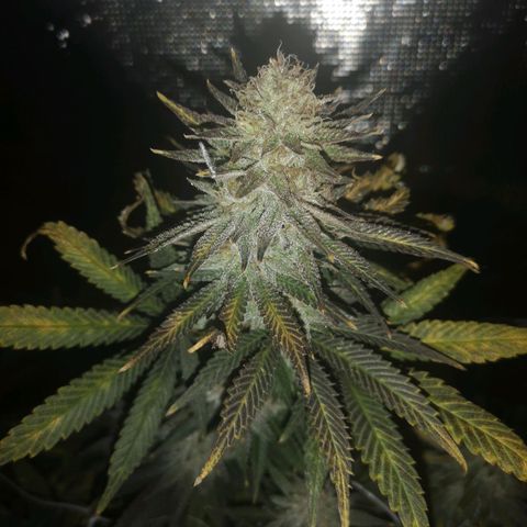 Grape Diamonds 2 growlog timeline photo