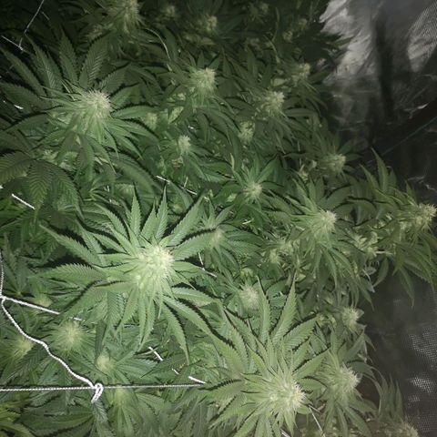 Blueberry cookies 2nd grow growlog timeline photo
