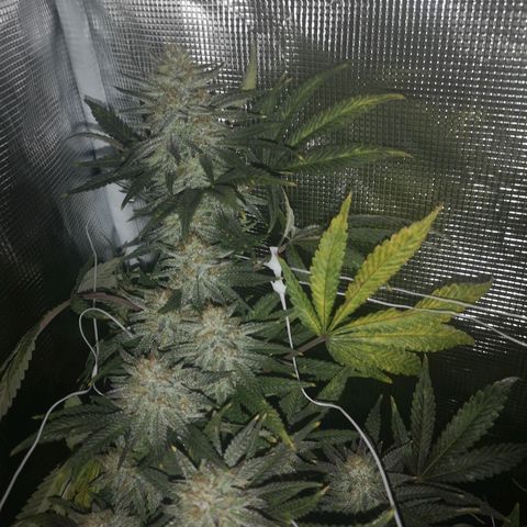 Grape Diamonds 2 growlog timeline photo