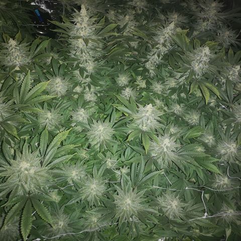 wedding cake growlog timeline photo