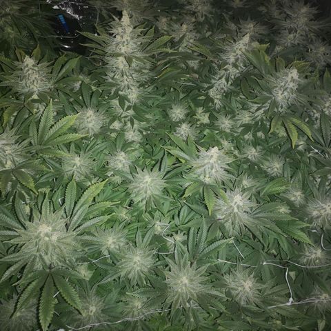 wedding cake growlog timeline photo