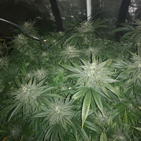 wedding cake 2 growlog timeline photo