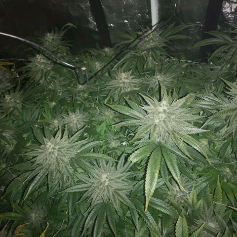 wedding cake 2 growlog timeline photo