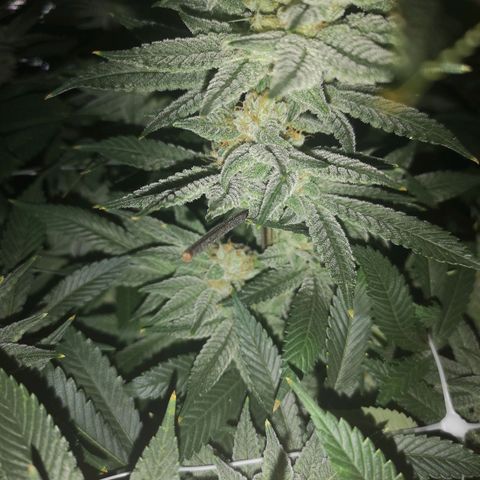Wedding cake 3 growlog timeline photo