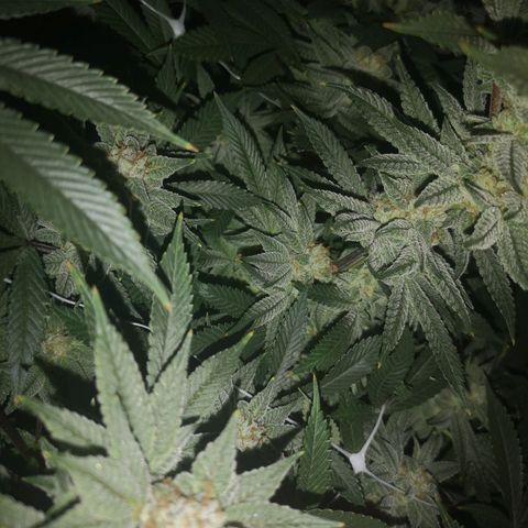 Wedding cake 3 growlog timeline photo