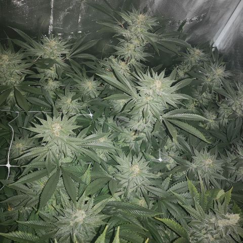Wedding cake 3 growlog timeline photo