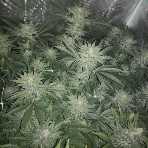 Wedding cake 3 growlog timeline photo