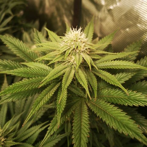 Blueberry cookies 2nd grow growlog timeline photo
