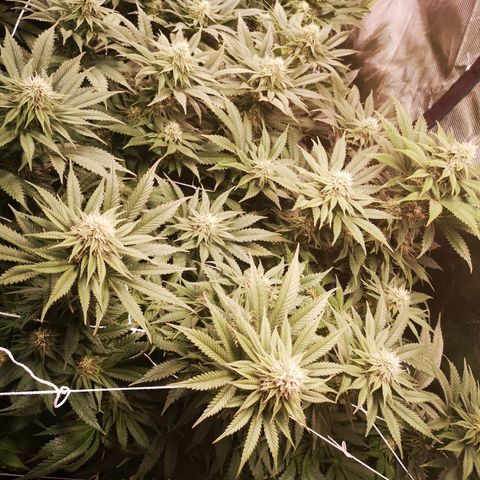 Blueberry cookies 2nd grow growlog timeline photo