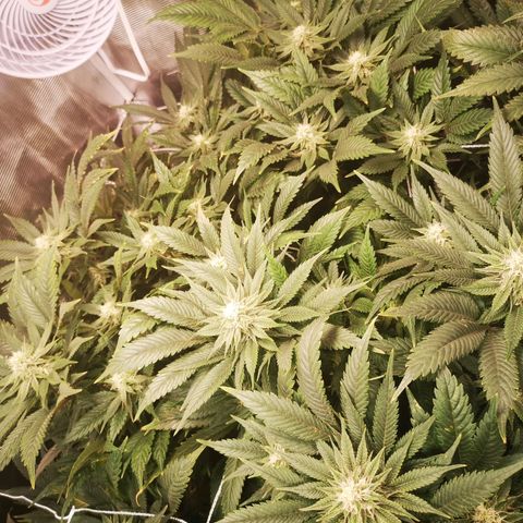 Blueberry cookies 2nd grow 2 growlog timeline photo