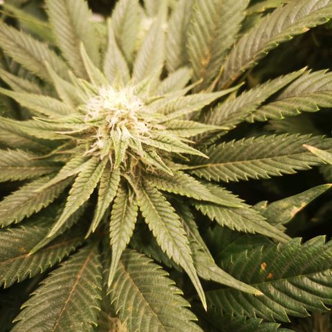 Blueberry cookies 2nd grow 2 growlog timeline photo