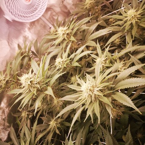 Orange cookie chem 2nd grow growlog timeline photo