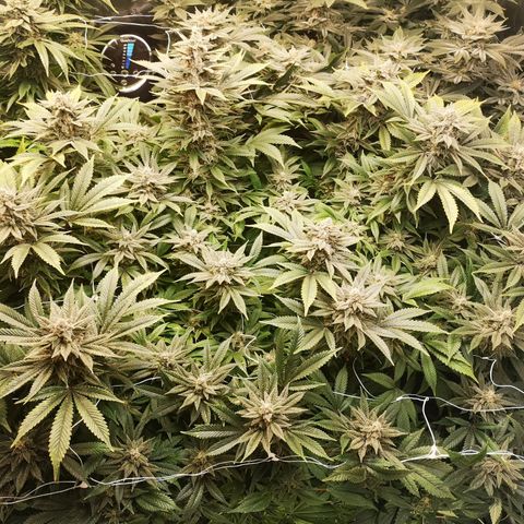 wedding cake growlog timeline photo