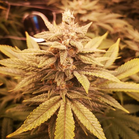 wedding cake growlog timeline photo