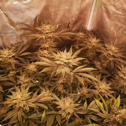 Wedding cake 3 growlog timeline photo