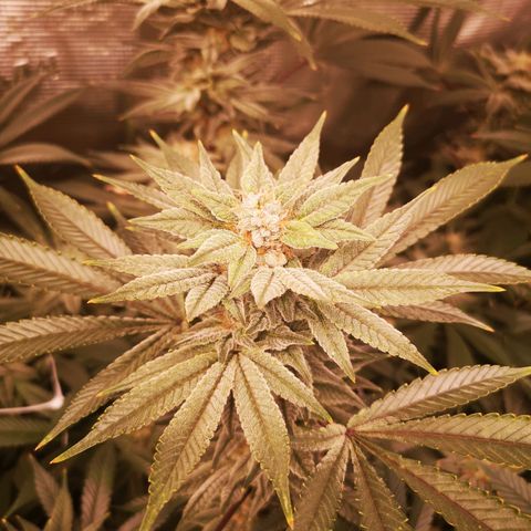 Wedding cake 3 growlog timeline photo