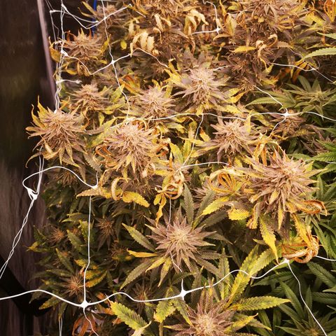 Grape Diamonds growlog timeline photo