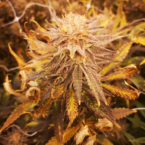 Grape Diamonds growlog timeline photo