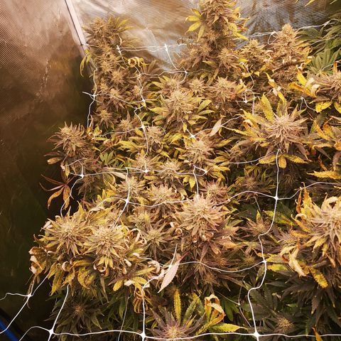 Grape Diamonds 2 growlog timeline photo