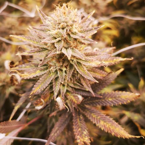 Grape Diamonds 2 growlog timeline photo