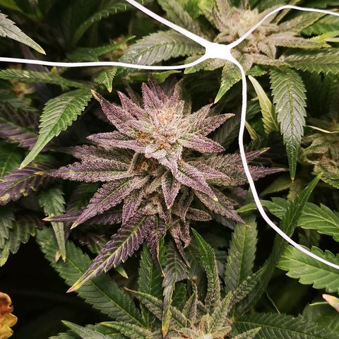 Grape Diamonds growlog timeline photo