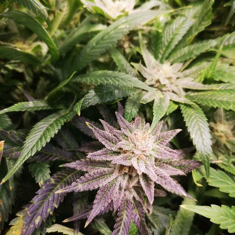 Grape Diamonds growlog timeline photo