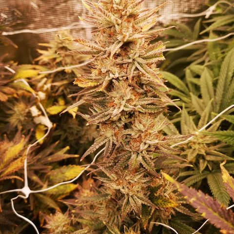 Grape Diamonds 2 growlog timeline photo