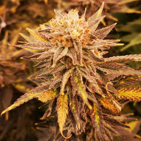 Grape Diamonds 2 growlog timeline photo
