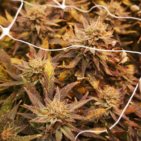 Grape Diamonds 2 growlog timeline photo
