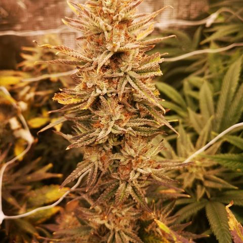 Grape Diamonds 2 growlog timeline photo