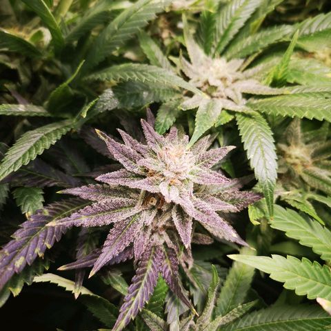 Grape Diamonds growlog timeline photo