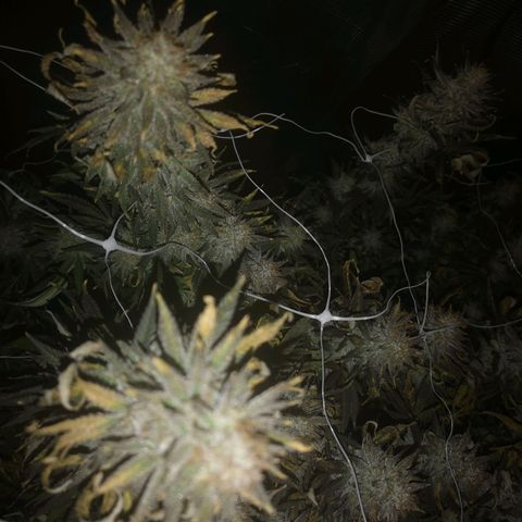 Grape Diamonds 2 growlog timeline photo