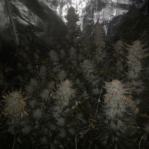 Grape Diamonds 2 growlog timeline photo